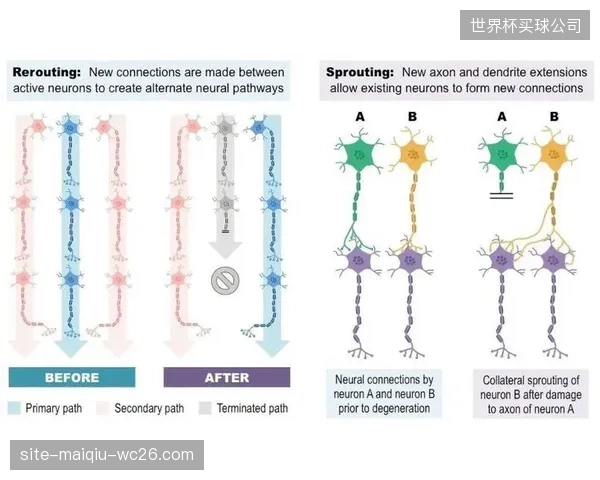 从被动康复到主动参与的范式转移：非侵入式脑机接口正在激发神经可塑性，开启运动功能恢复的新窗口